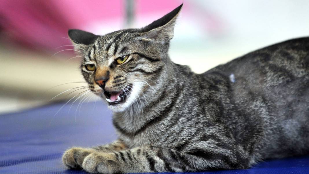 Kedi 'Ali Cabbar' hastaneye kendi başına gitti 7